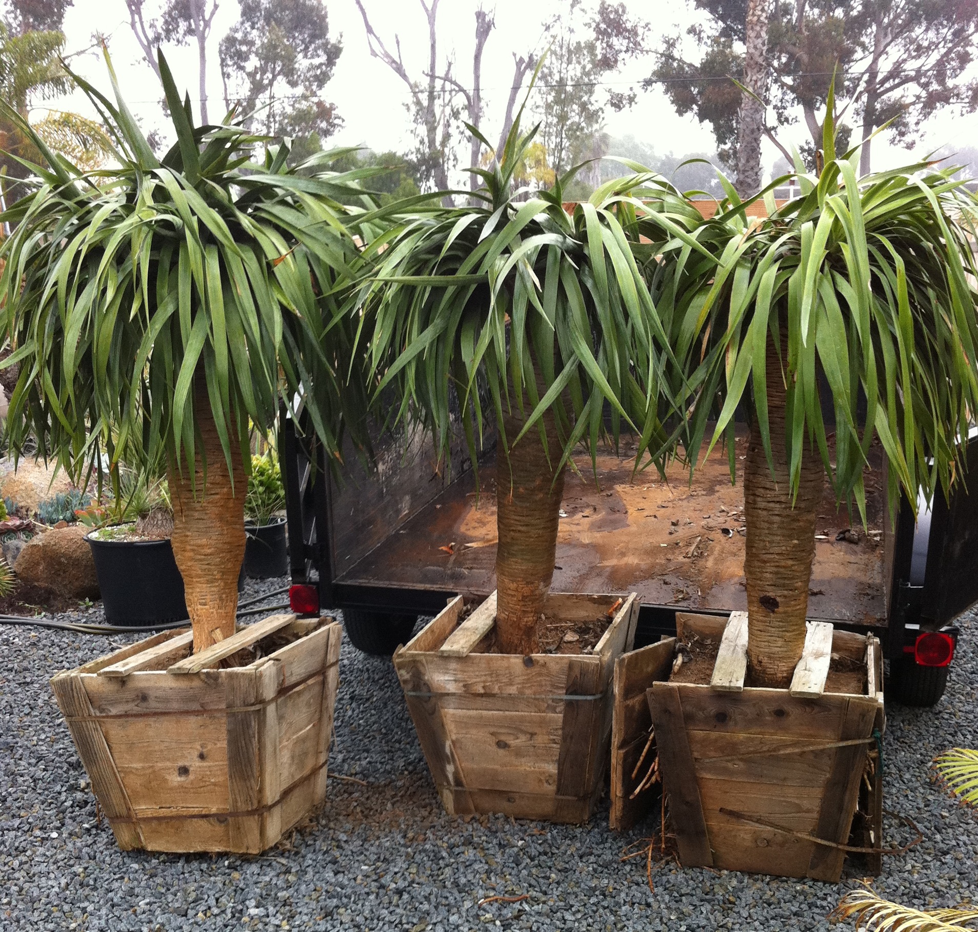 Dracena Draco For Sale